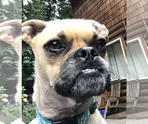 Puggle Dogs for adoption in Bellevue, WA, USA