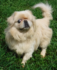 Pekingese Dogs for adoption in Stockport, OH, USA