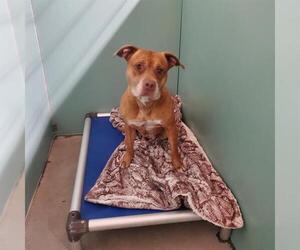 Mutt Dogs for adoption in Camarillo, CA, USA