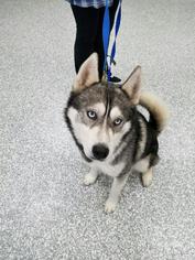 Alaskan Husky Dogs for adoption in Carroll, IA, USA