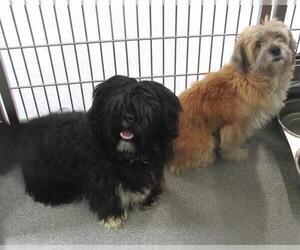 Havanese-Unknown Mix Dogs for adoption in Orange, CA, USA