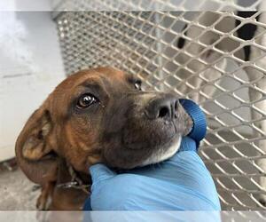 Boxer Dogs for adoption in Bakersfield, CA, USA