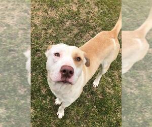 American Pit Bull Terrier Dogs for adoption in Little Rock, AR, USA