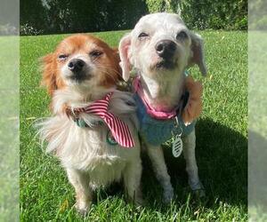 Maltipom Dogs for adoption in  Ramona, CA, USA
