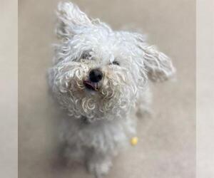 Poodle (Miniature) Dogs for adoption in Aurora, CO, USA