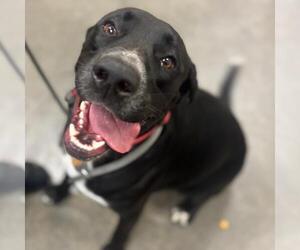 Labrador Retriever-Unknown Mix Dogs for adoption in Texas City, TX, USA