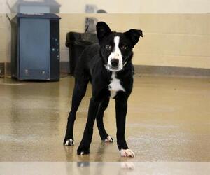 Border Collie-Unknown Mix Dogs for adoption in West Valley, UT, USA