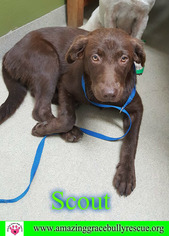 Medium Photo #1 Mutt Puppy For Sale in Pensacola, FL, USA