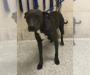 Labrador Retriever-Unknown Mix Dogs for adoption in Conroe, TX, USA