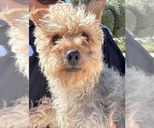 Poodle (Miniature)-Unknown Mix Dogs for adoption in HESPERIA, CA, USA