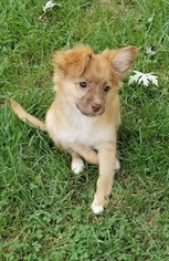 Pomeranian Dogs for adoption in Plainfield, IL, USA