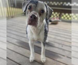 American Bulldog Dogs for adoption in Helena, AL, USA