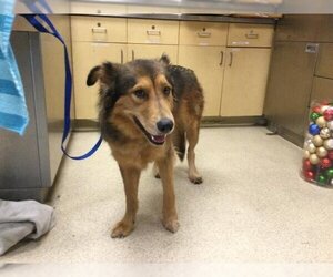 Collie Dogs for adoption in Riverside, CA, USA