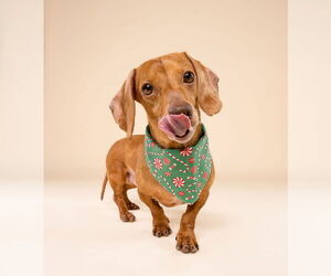 Dachshund Dogs for adoption in Fruitland, SC, USA