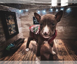 Mutt Dogs for adoption in New London, WI, USA