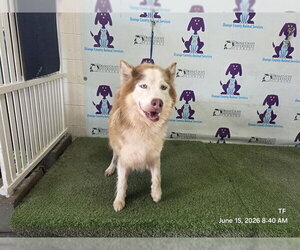 Siberian Husky Dogs for adoption in Orlando, FL, USA