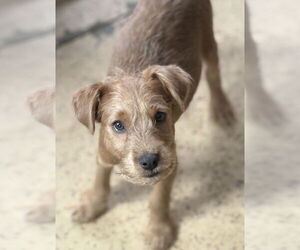 Mutt Dogs for adoption in Andover, MN, USA