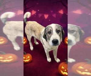 Anatolian Shepherd-Unknown Mix Dogs for adoption in HESPERIA, CA, USA