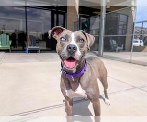 American Pit Bull Terrier Dogs for adoption in Denver, CO, USA