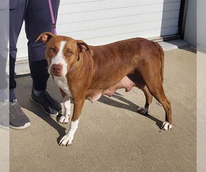 American Pit Bull Terrier Dogs for adoption in Louisville, KY, USA