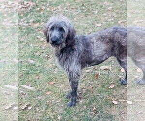 Irish Wolfhound Dogs for adoption in Winter, WI, USA