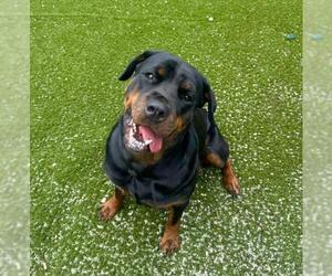 Rottweiler Dogs for adoption in Toronto, Ontario, Canada