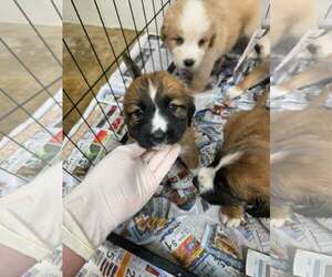 Great Bernese Dogs for adoption in SHERBURNE, NY, USA