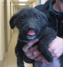 Sheprador Dogs for adoption in Johnson City, TN, USA