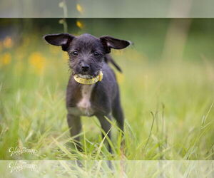 Chihuahua Dogs for adoption in Tampa, FL, USA