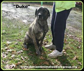 Mastiff Dogs for adoption in Denison, TX, USA