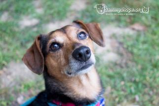 Meagle Dogs for adoption in Sayreville, NJ, NJ, USA