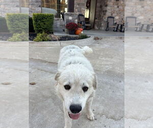 Pyrenees Border Collie Dogs for adoption in Wakefield, RI, USA