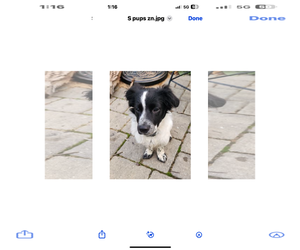 Border Collie-Dachshund Mix Dogs for adoption in Mt. Laurel, NJ, USA