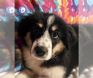 Medium Photo #1 Great Pyrenees Puppy For Sale in Spring, TX, USA