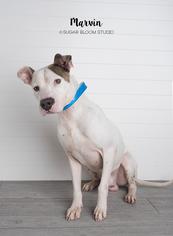 Medium Photo #1 Bulloxer Puppy For Sale in Littleton, CO, USA