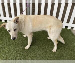 Siberian Husky-Unknown Mix Dogs for adoption in Modesto, CA, USA