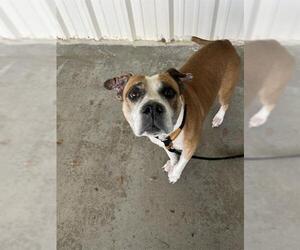Boxer-Unknown Mix Dogs for adoption in Palmetto, FL, USA