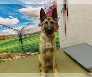 German Shepherd Dog Dogs for adoption in Moreno Valley, CA, USA