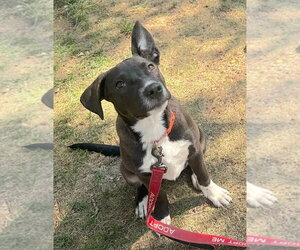Medium Photo #6 Mutt Puppy For Sale in Gloversville, NY, USA