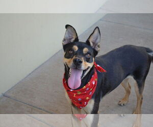 Mutt Dogs for adoption in McKinney, TX, USA