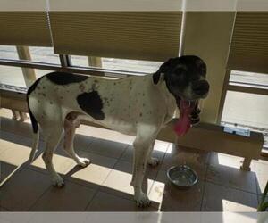 Great Dane Dogs for adoption in Lee's Summit, MO, USA