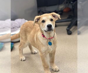 German Shepherd Dog-Unknown Mix Dogs for adoption in Plano, TX, USA