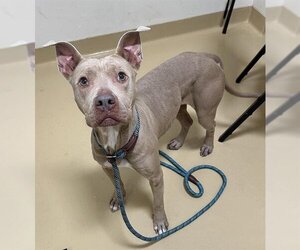 American Pit Bull Terrier-Unknown Mix Dogs for adoption in Pasadena, TX, USA