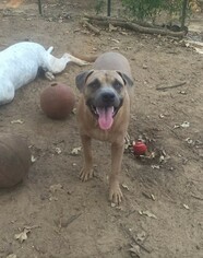 Mastiff-Unknown Mix Dogs for adoption in Grapevine, TX, USA