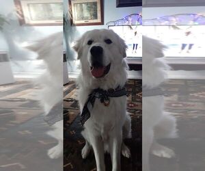 Great Pyrenees Dogs for adoption in Bountiful, UT, USA