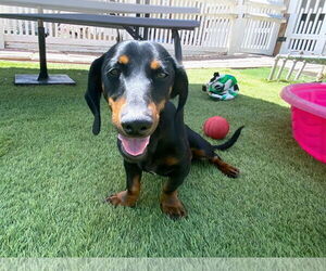 Dachshund Dogs for adoption in La Verne, CA, USA