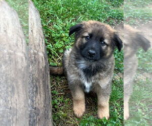 German Shepherd Dog-Unknown Mix Dogs for adoption in Claremore, OK, USA