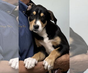 Labrador Retriever-Unknown Mix Dogs for adoption in Wakefield, RI, USA