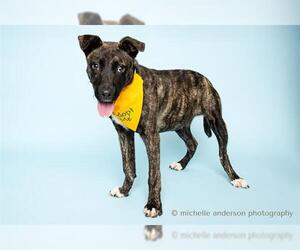 Dutch Shepherd -Staffordshire Bull Terrier Mix Dogs for adoption in Corona, CA, USA