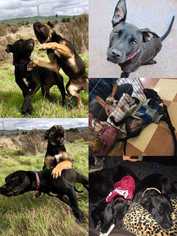 Labrador Retriever Dogs for adoption in Livermore, CA, USA